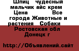 Шпиц - чудесный мальчик айс-крем › Цена ­ 20 000 - Все города Животные и растения » Собаки   . Ростовская обл.,Донецк г.